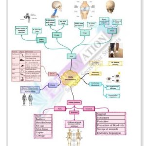 Class 6 Science Body Movements