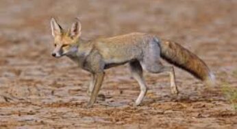 Who is Known as the Desert Fox? Erwin Rommel’s Role in WWII Explained