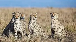 Cheetah Reintroduction Project