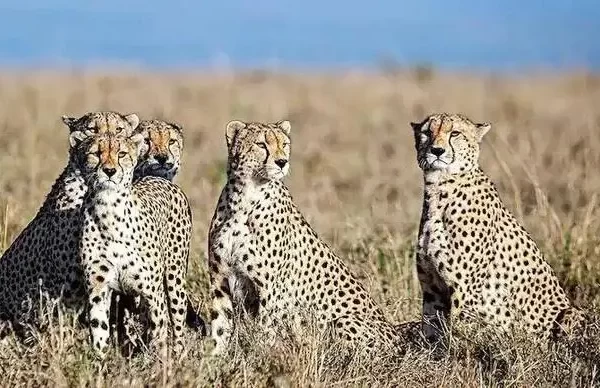 Cheetah Reintroduction Project