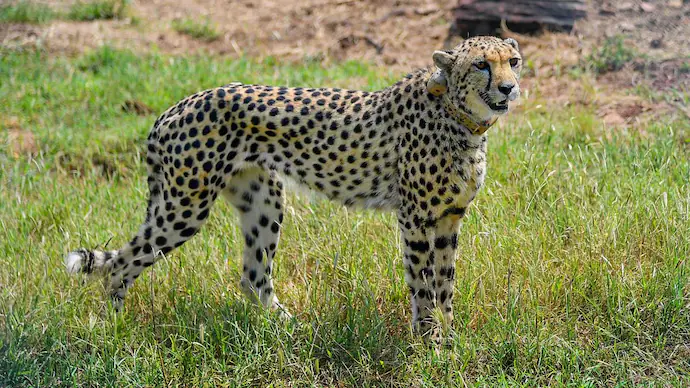 Cheetah Reintroduction Program