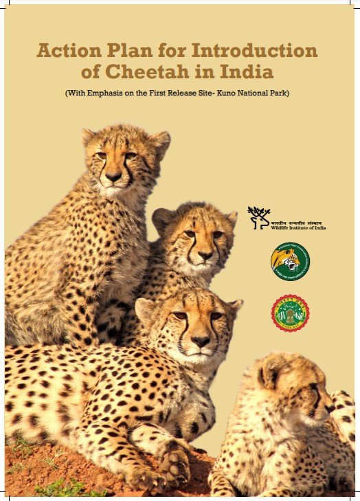 Cheetah Reintroduction Program1