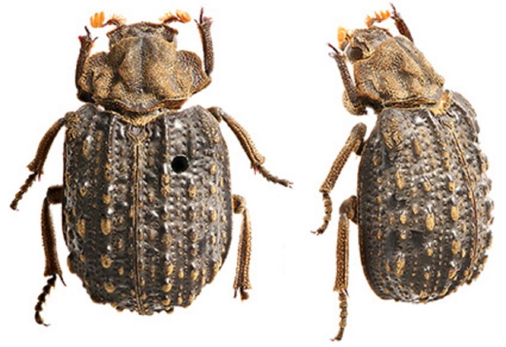Indian beetle species