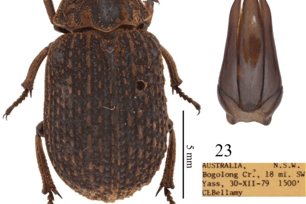 Indian beetle species2