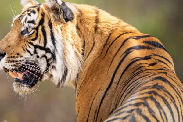 International Big Cats Alliance