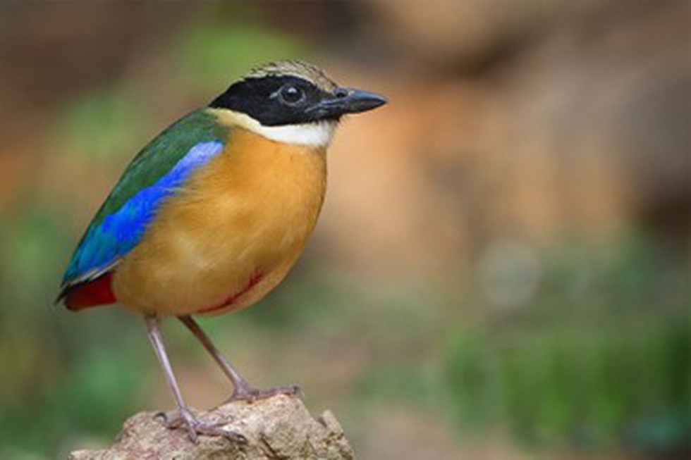 Mangrove Pitta Bird