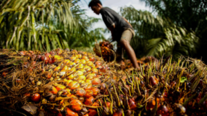 Nagaland government Patanjali Foods MoU1