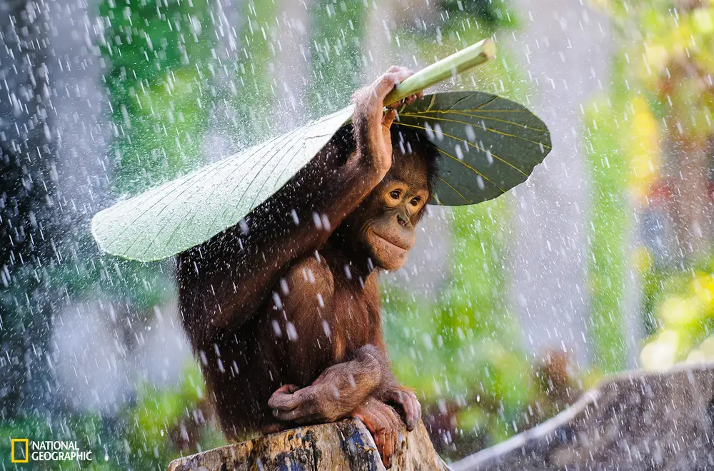 National Geographic Photography Award Karthik Subramaniam Wins