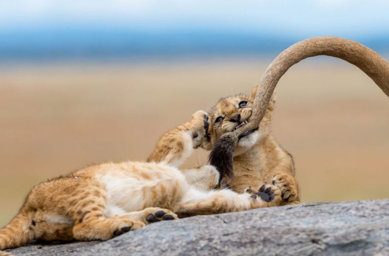 National Geographic photography award