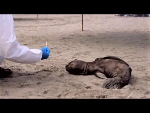 Peru Sea Lion Bird Flu1
