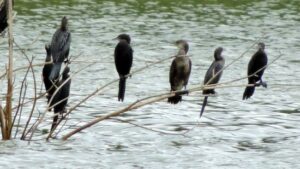 Tamil Nadu Wildlife Sanctuary