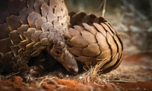 World Pangolin Day1