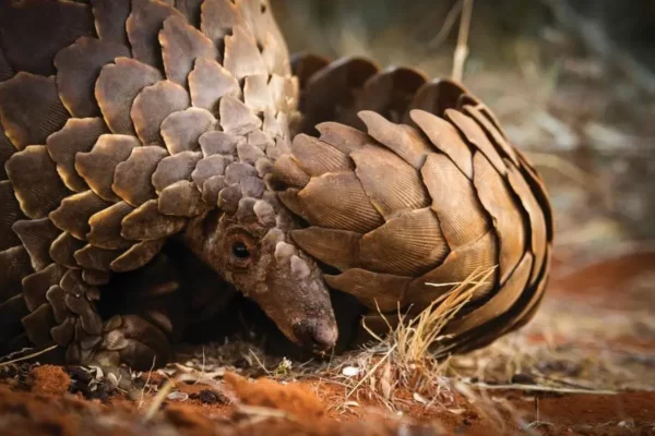 World Pangolin Day1