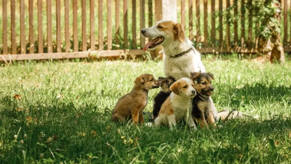 Animal Birth Control Rules