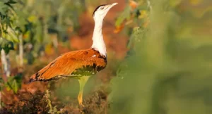 Great Indian Bustard conservation plan