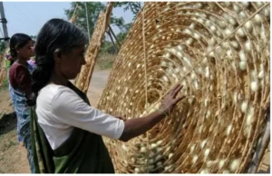 Insurance scheme for sericulturists