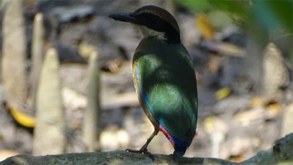 Mangrove Pitta Bird