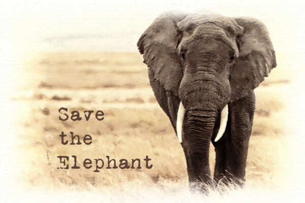 Save the Elephant Day 2023
