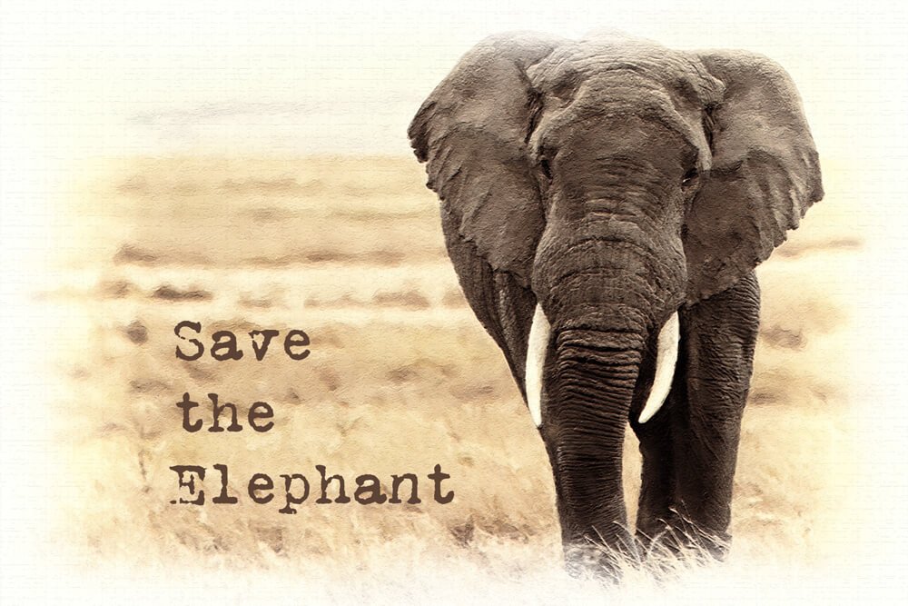 Save the Elephant Day 2023