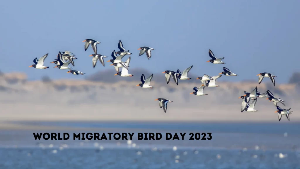 World Migratory Bird Day 2023