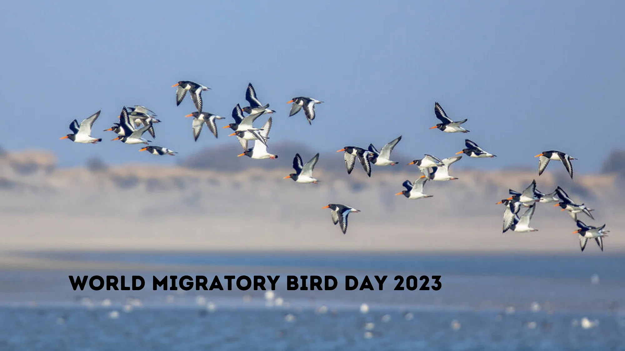 World Migratory Bird Day 20232.webp