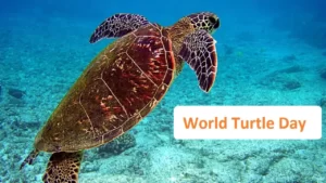 World Turtle Day 2023