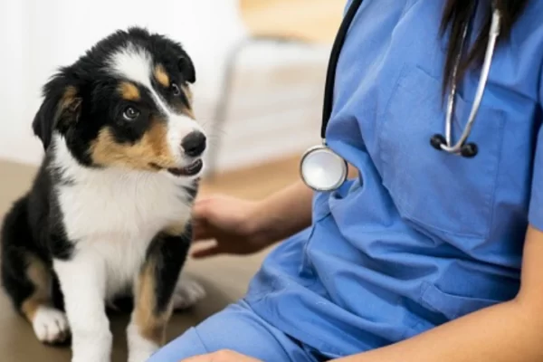 World Veterinary Day