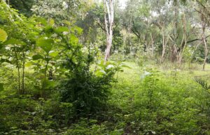 Telangana environmental performance