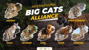 India's International Big Cat Alliance: Conserving 7 Big Cats for Wildlife Conservation