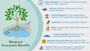 Mangrove ecosystem conservation