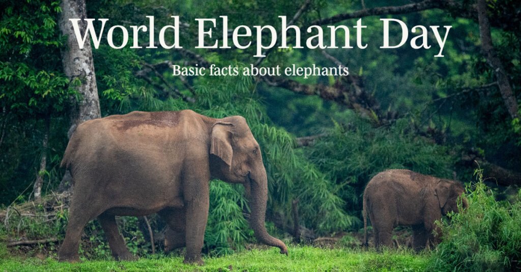 Elephant conservation importance
