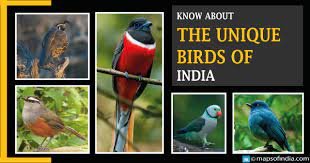 Endemic bird species India
