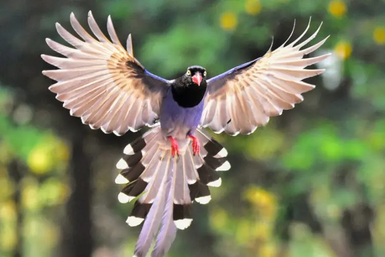 Endemic bird species India