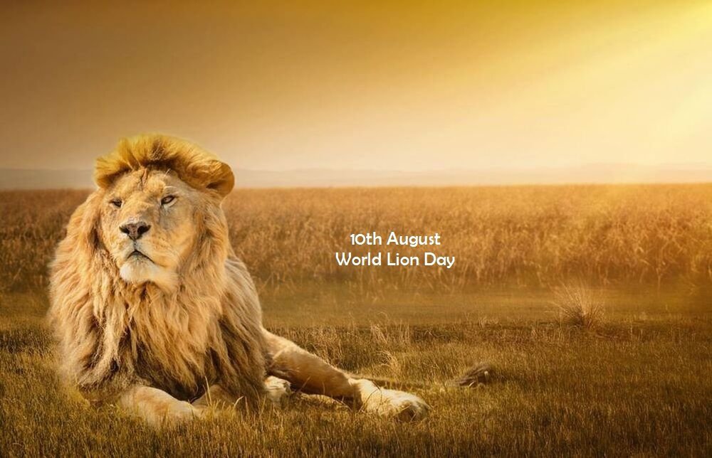 World Lion Day 2023 Significance, Conservation, And Cultural Symbolism