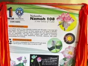 "Namoh-108 lotus"