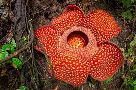 "Rafflesia Arnoldii discovery"