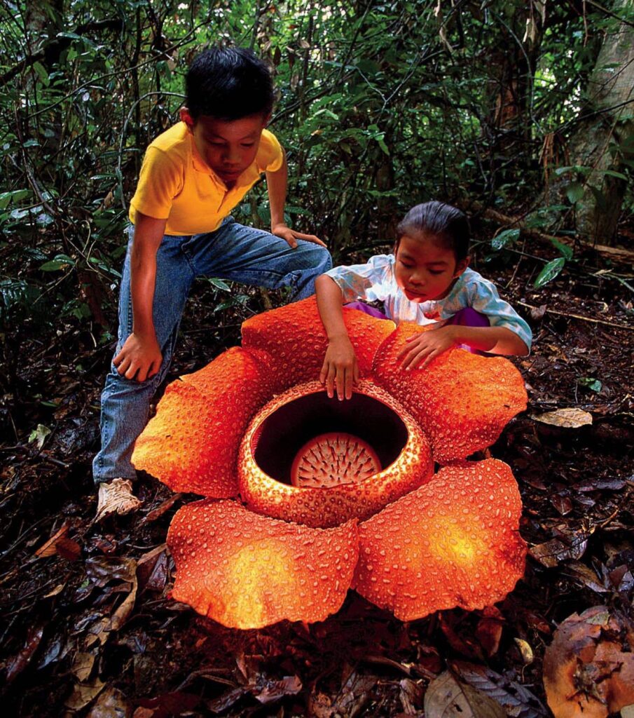 "Rafflesia Arnoldii discovery"
