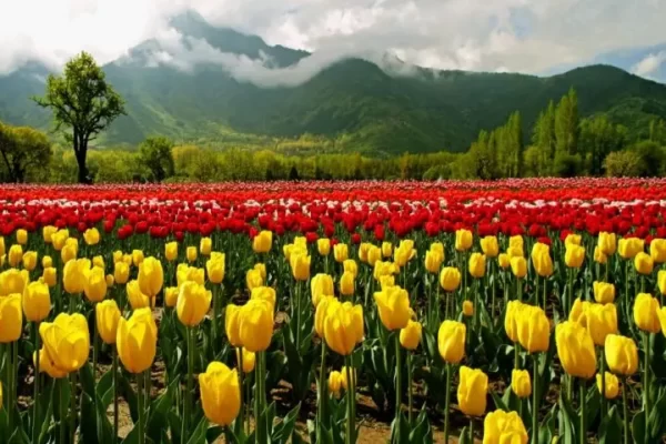Srinagar Tulip Garden tourism impact