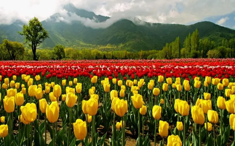 Srinagar Tulip Garden tourism impact