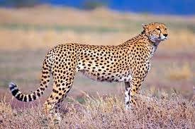 "Cheetah speed in government exams"