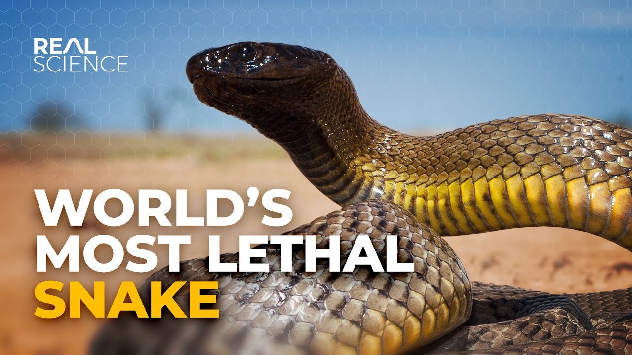 Inland Taipan The Most Dangerous Snake In The World Key Facts For