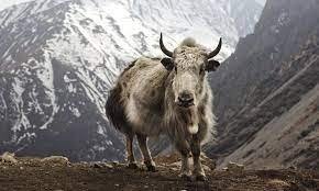 "Arunachal Pradesh Yak Churpi GI tag"