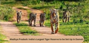 "Madhya Pradesh tiger reserve"