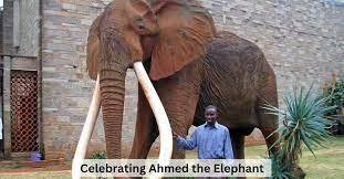 "Ahmed Elephant Google Doodle"

