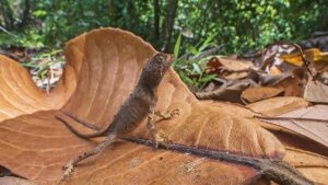 Kangaroo Lizard ecological significance