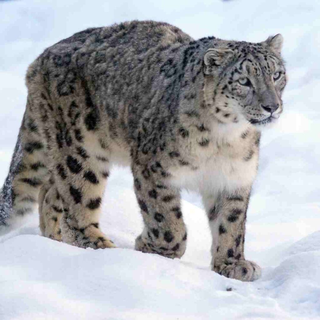Snow Leopard Conservation India
