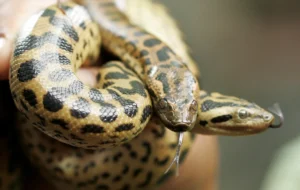 Anaconda species discovery