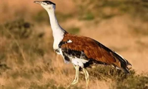Great Indian Bustard conservation