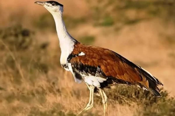 Great Indian Bustard conservation