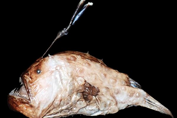 ISRO-named species in Kollam